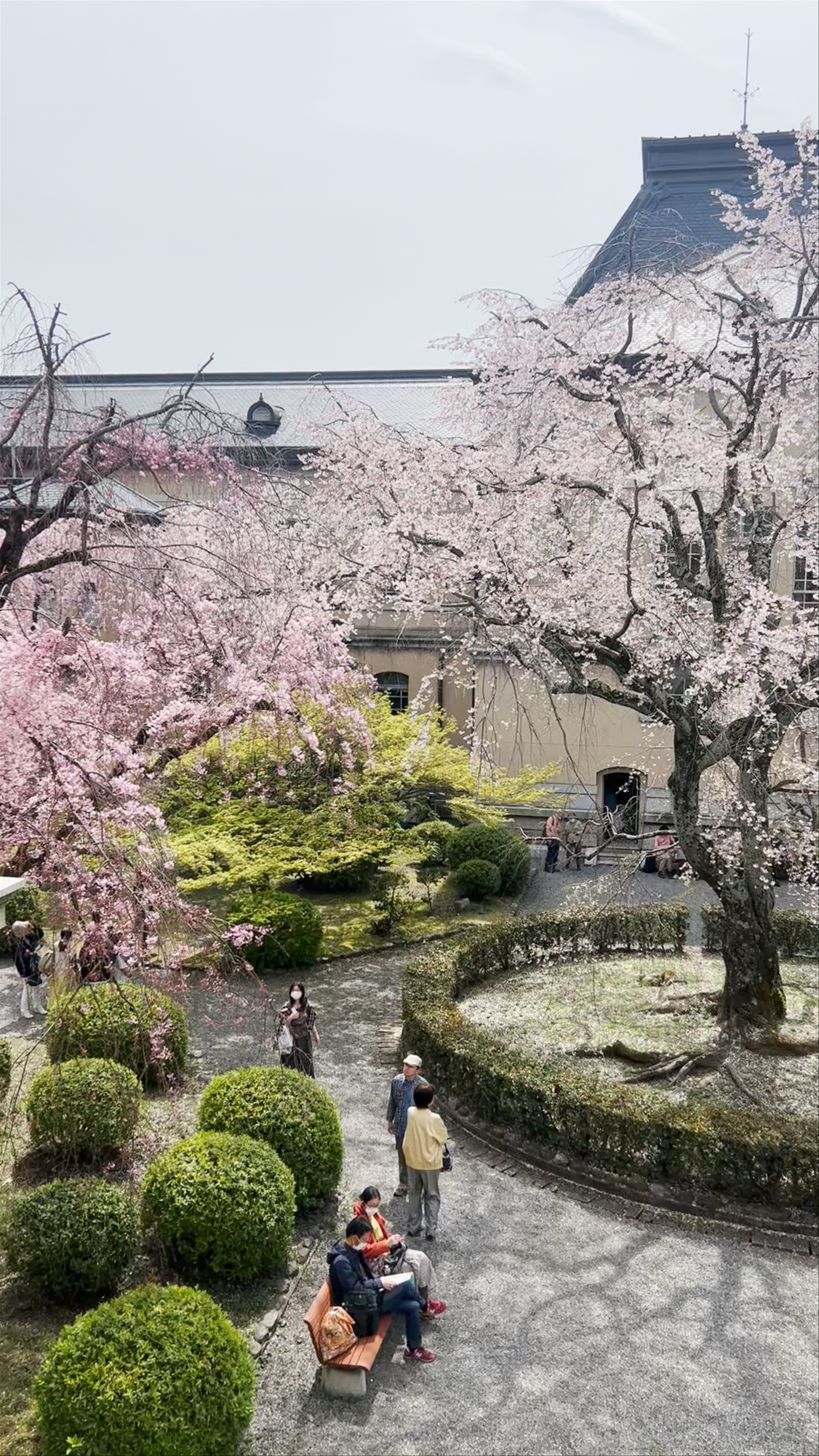 Spring Serenity at Old Kyoto Prefectural Main Building Garden