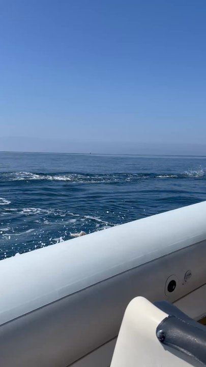 SoCal Whale Watching - Dolphins - Whale Watching Tours Near Me - Long Beach, California