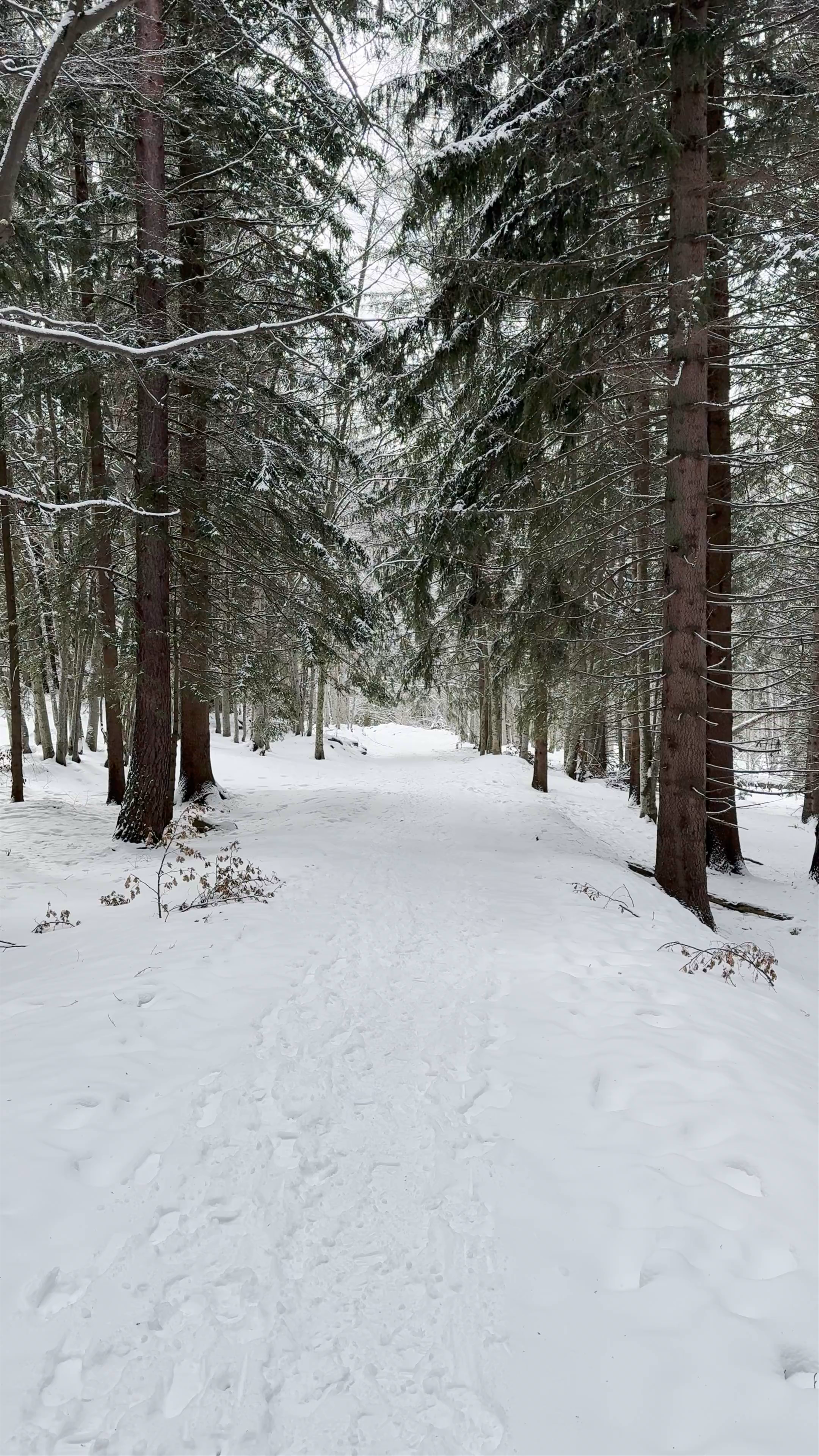 Павлова чешма