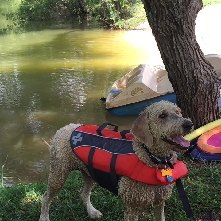 Barkwells - Swimming lessons came in handy. - Vacation Rentals Near Me - Mills River, North Carolina