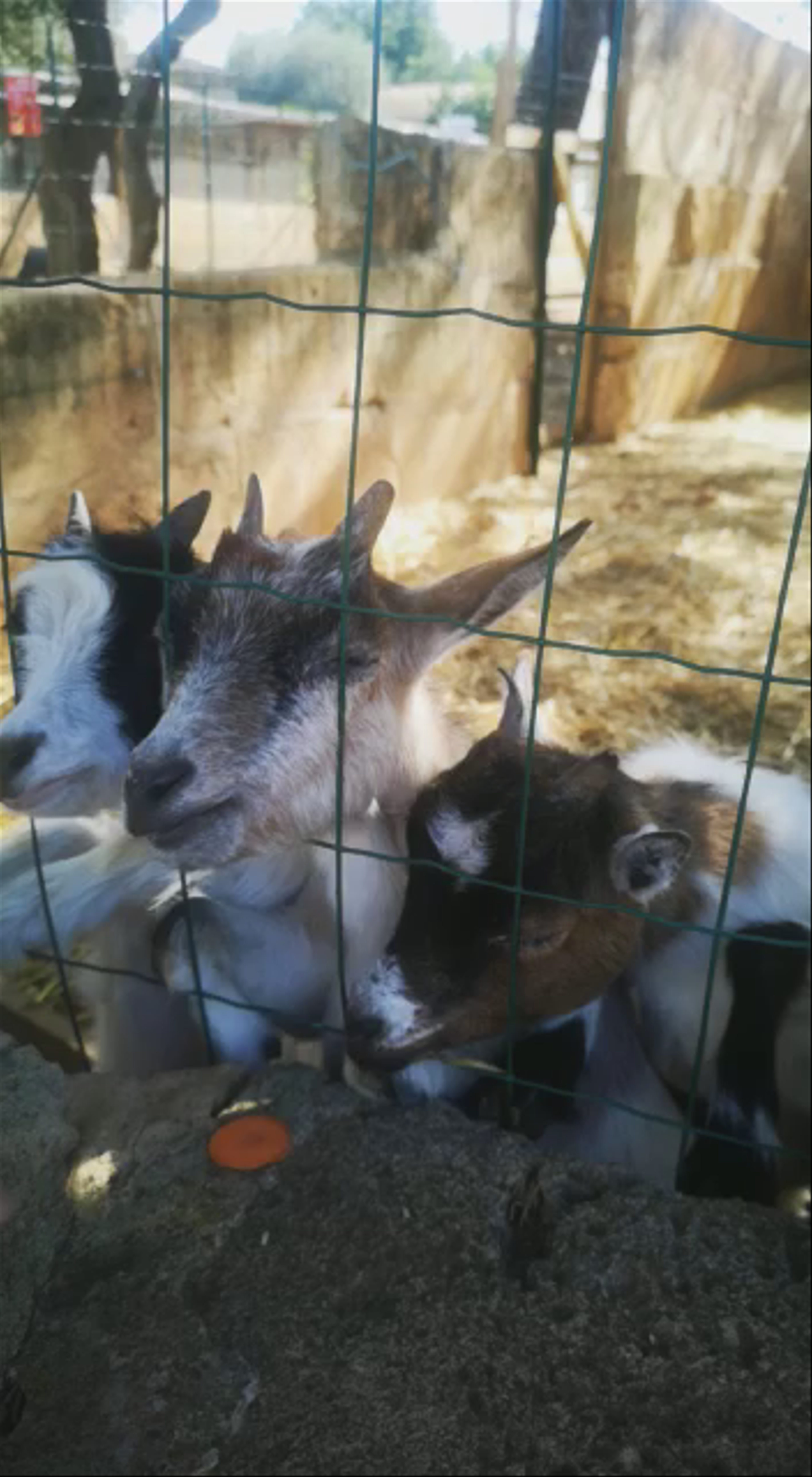 Feeding Goats at Fresopolis Mallorca in Llucmajor, Spain