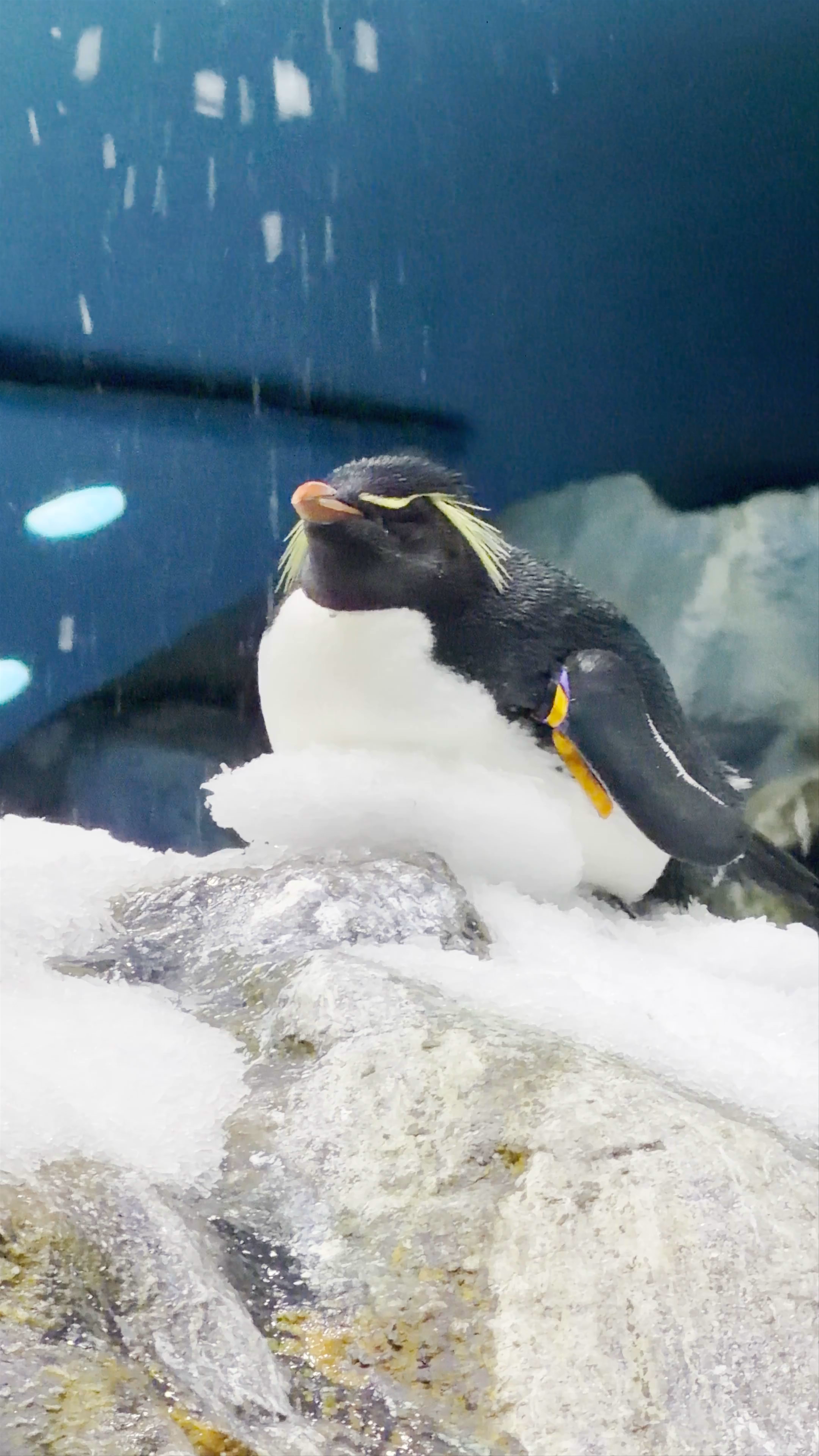 Loro Parque