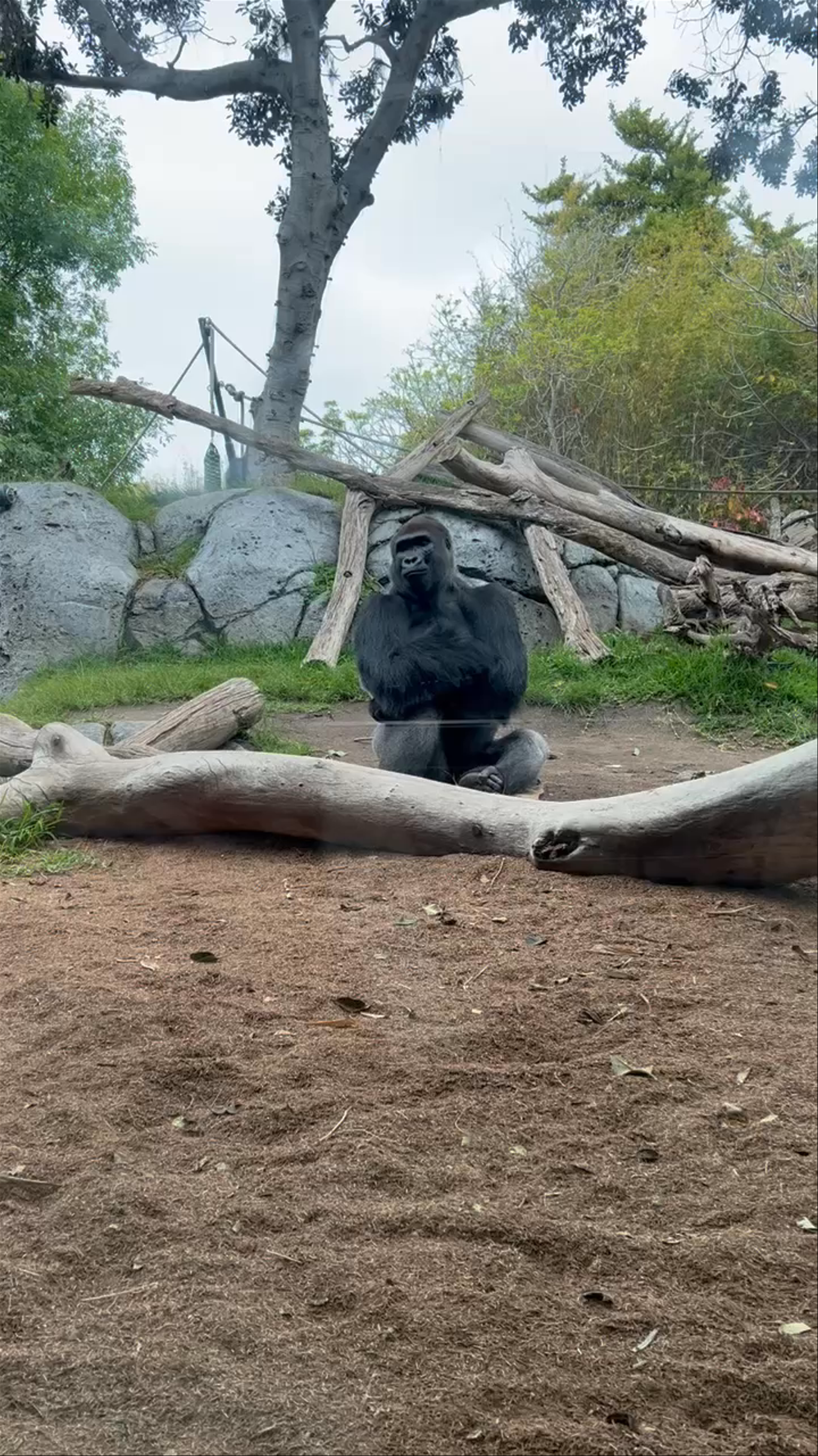 San Diego Zoo: Close Encounter with a Majestic Gorilla