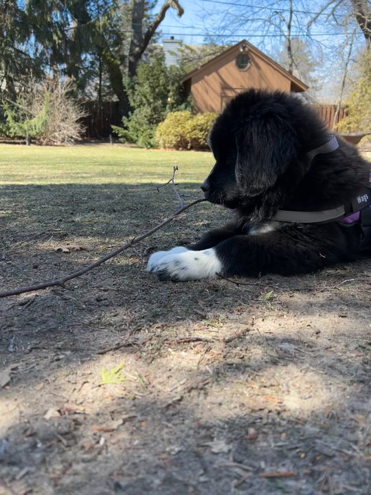 Rock River Newfoundlands - Our baby boy Gotcha Day was Feb. 11 He is great - Pet Breeders Near Me