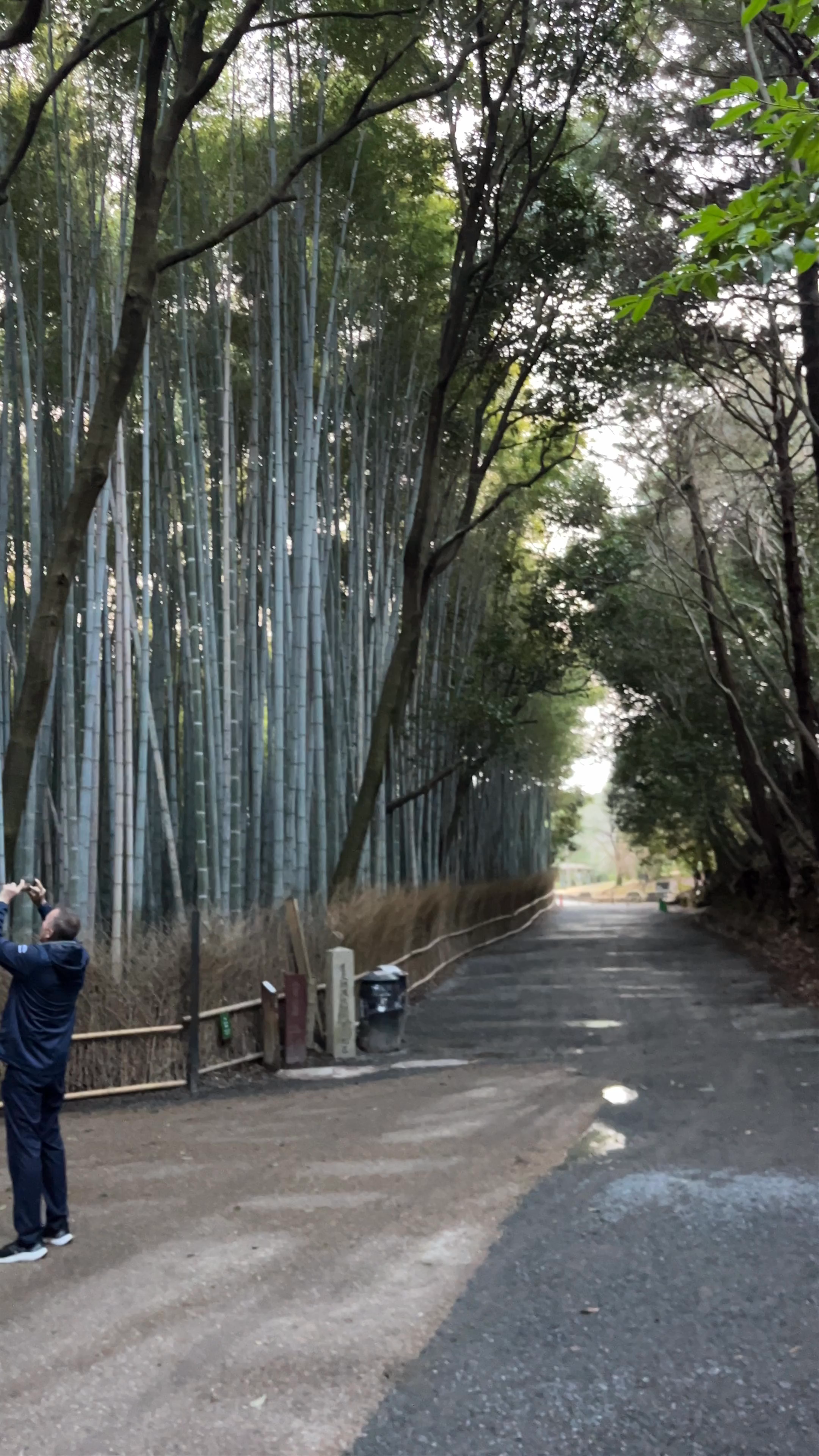 Bosque de Bambú de Arashiyama