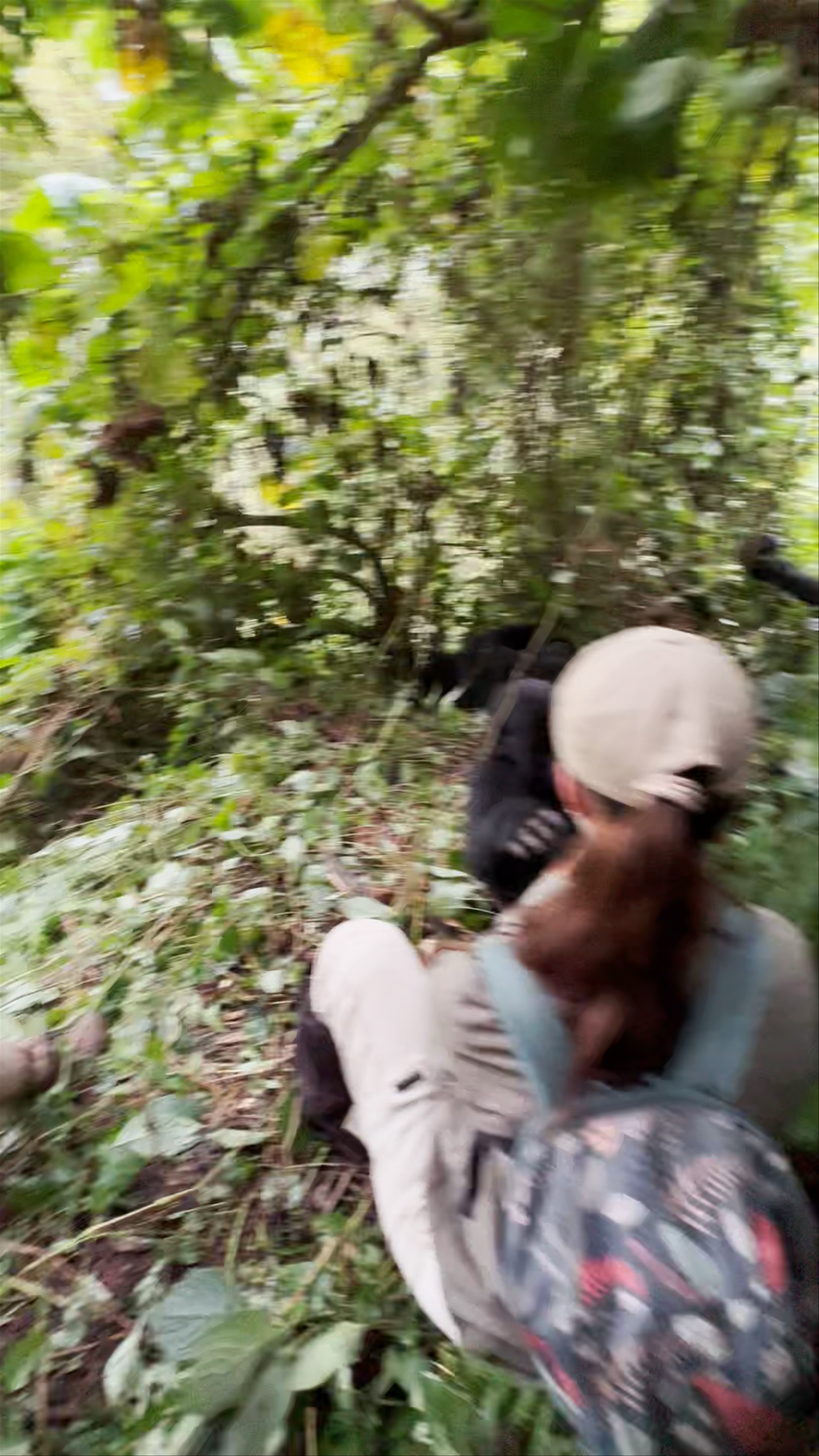 Bwindi Impenetrable Forest