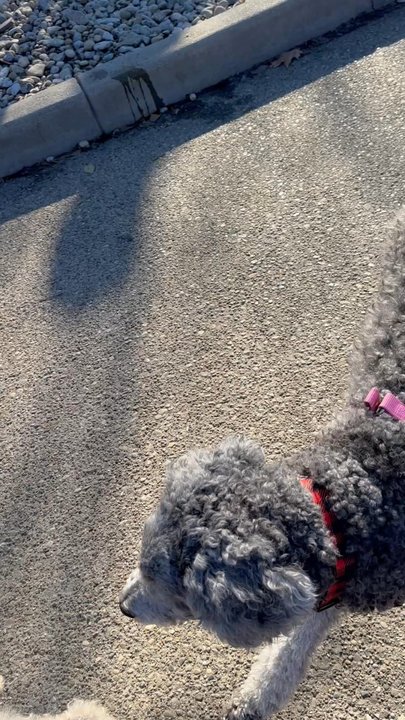 Washington Park Dog Park - Dogs playin - Dog Parks Near Me - Cincinnati, Ohio