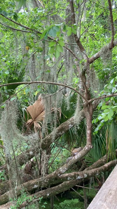 Palm Island Park - Squirrel - Parks Near Me - Mount Dora, Florida