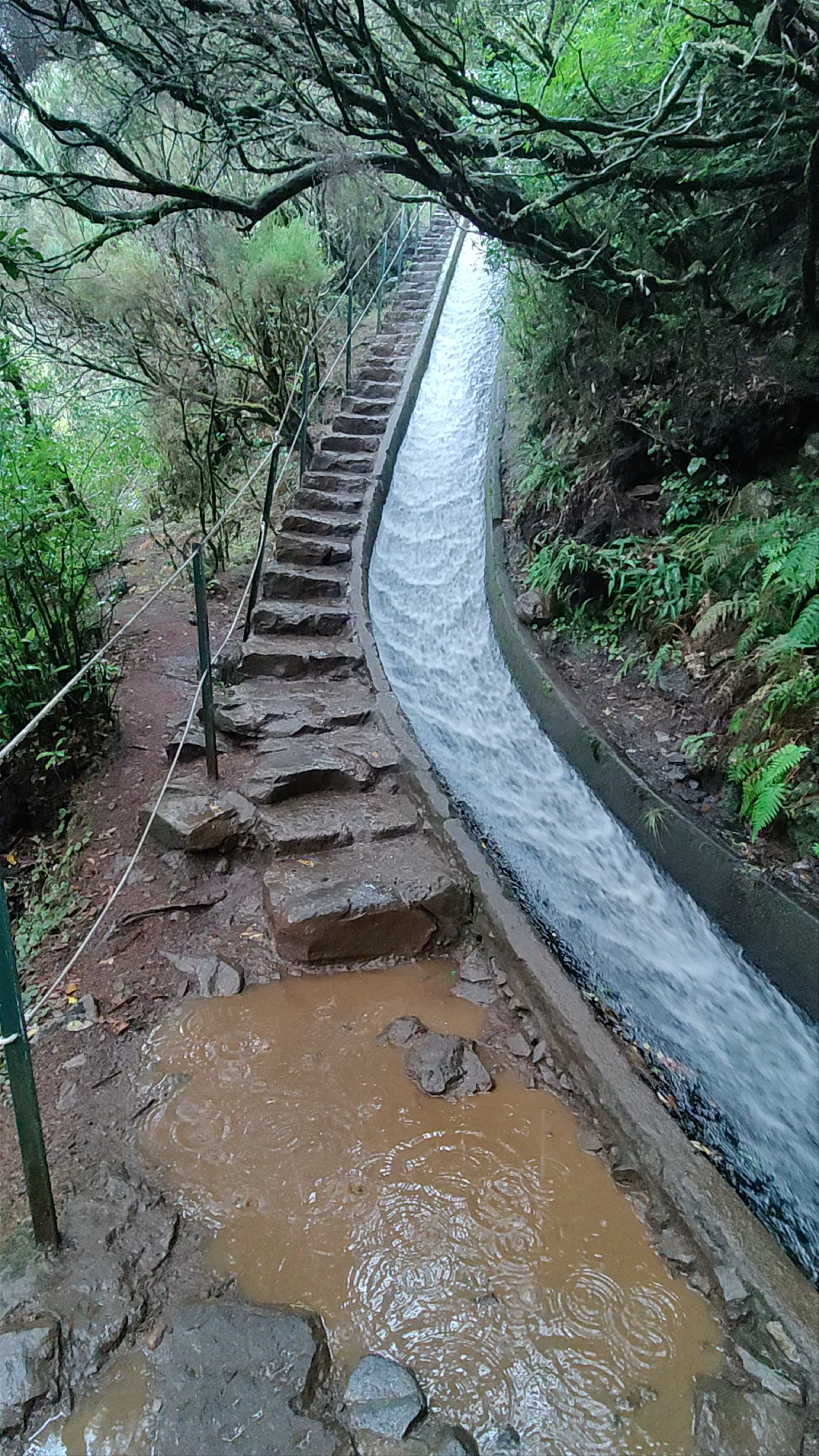 Levada do Alecrim: Mystical Forest Walk in Madeira, Portugal