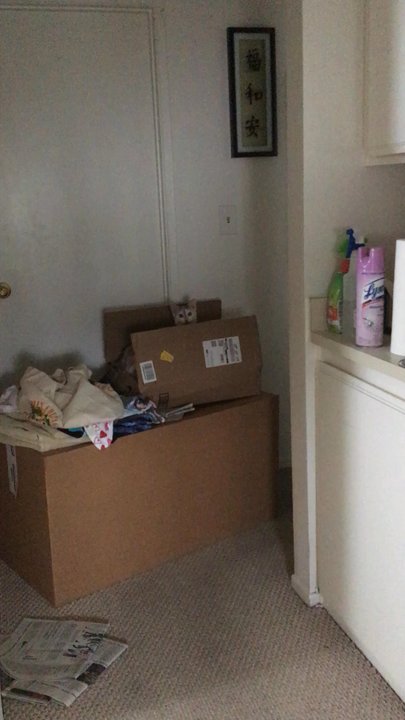 Carson Cats - Coco playing hide and seek - Animal Shelters Near Me