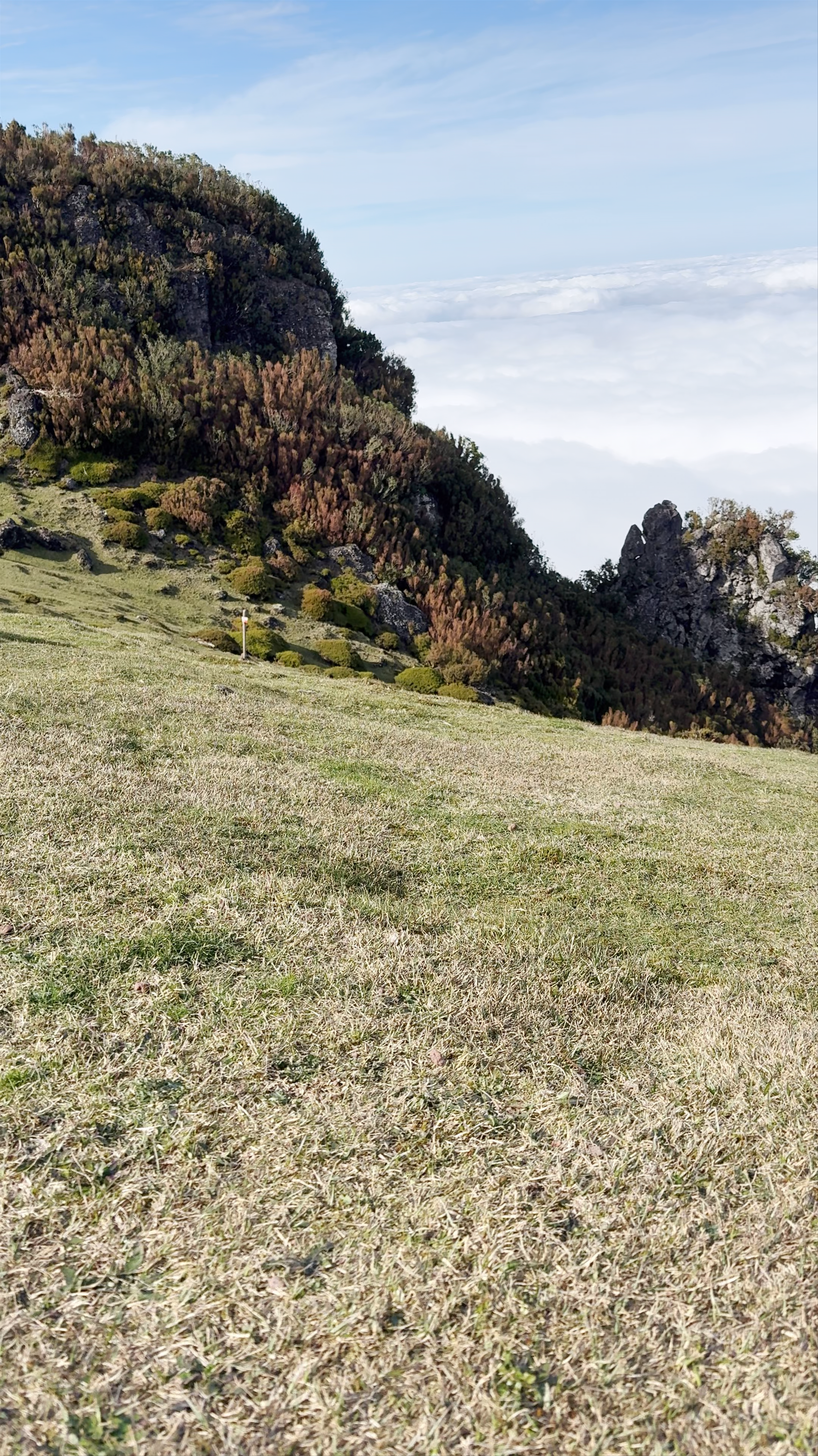 Fanal Forest