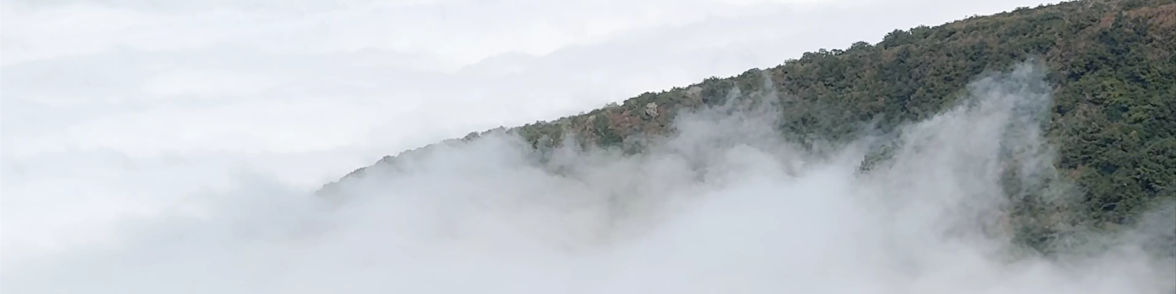 Fanal Forest