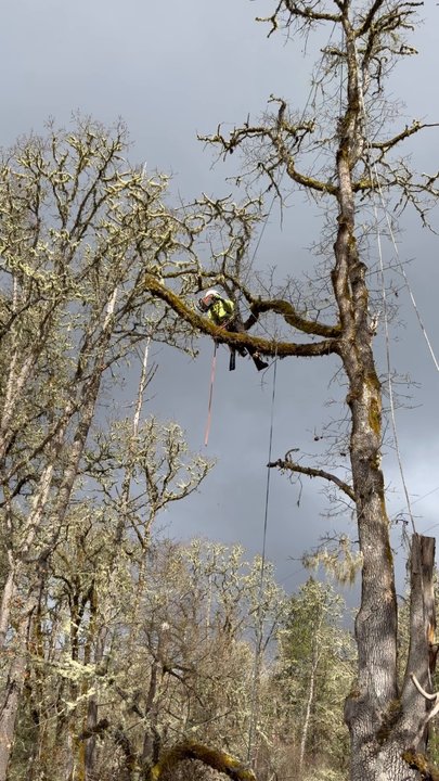 Fox Hollow ArborCare - Tree Services Near Me