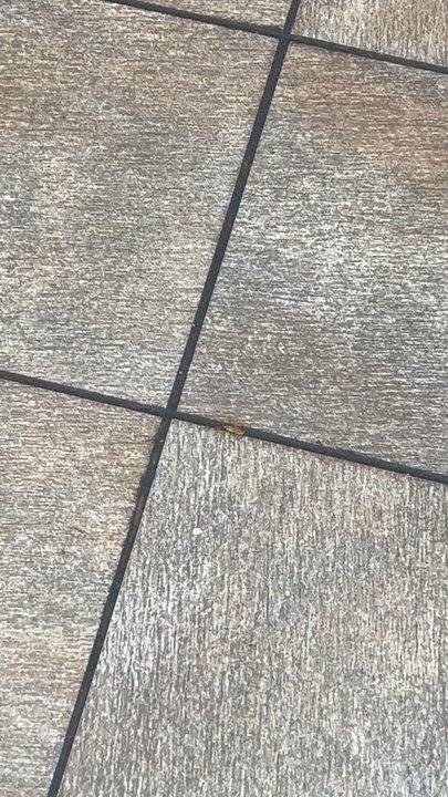 Touchdown Wings - Roach crawling across the floor - Chicken Wings Near Me - Marietta, Georgia