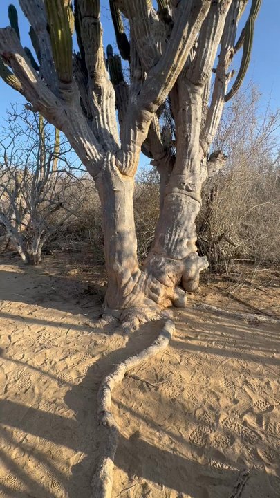 Rancho Carisuva - Horseback Riding Near Me - Cabo San Lucas, BCS