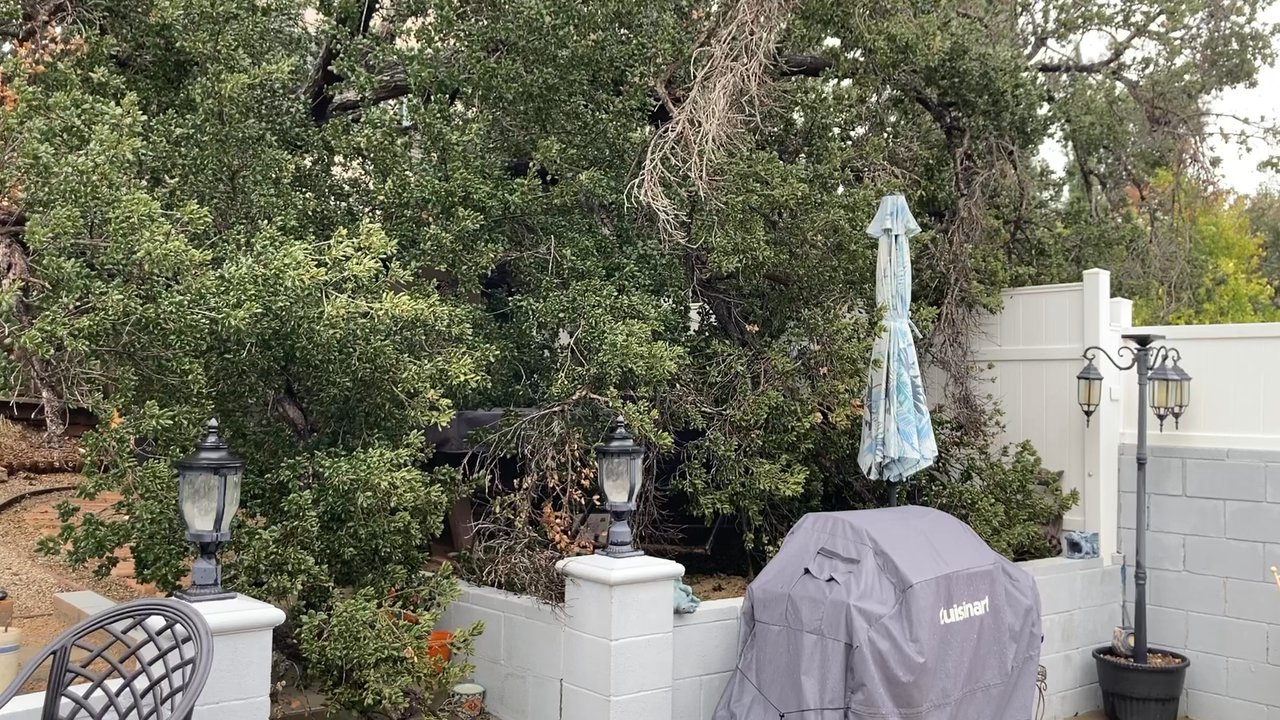 Glez Tree Service  - Our 100 year old fallen oak tree - Tree Services Near Me