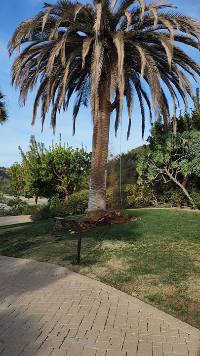 Rainforest Tree Service - Infected Canary island Palm removals - Tree Services Near Me