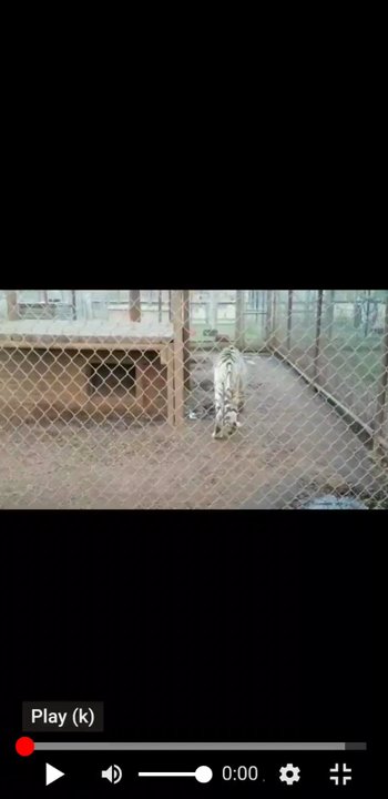 Tiger Safari - White tiger. - Zoos Near Me - Tuttle, Oklahoma