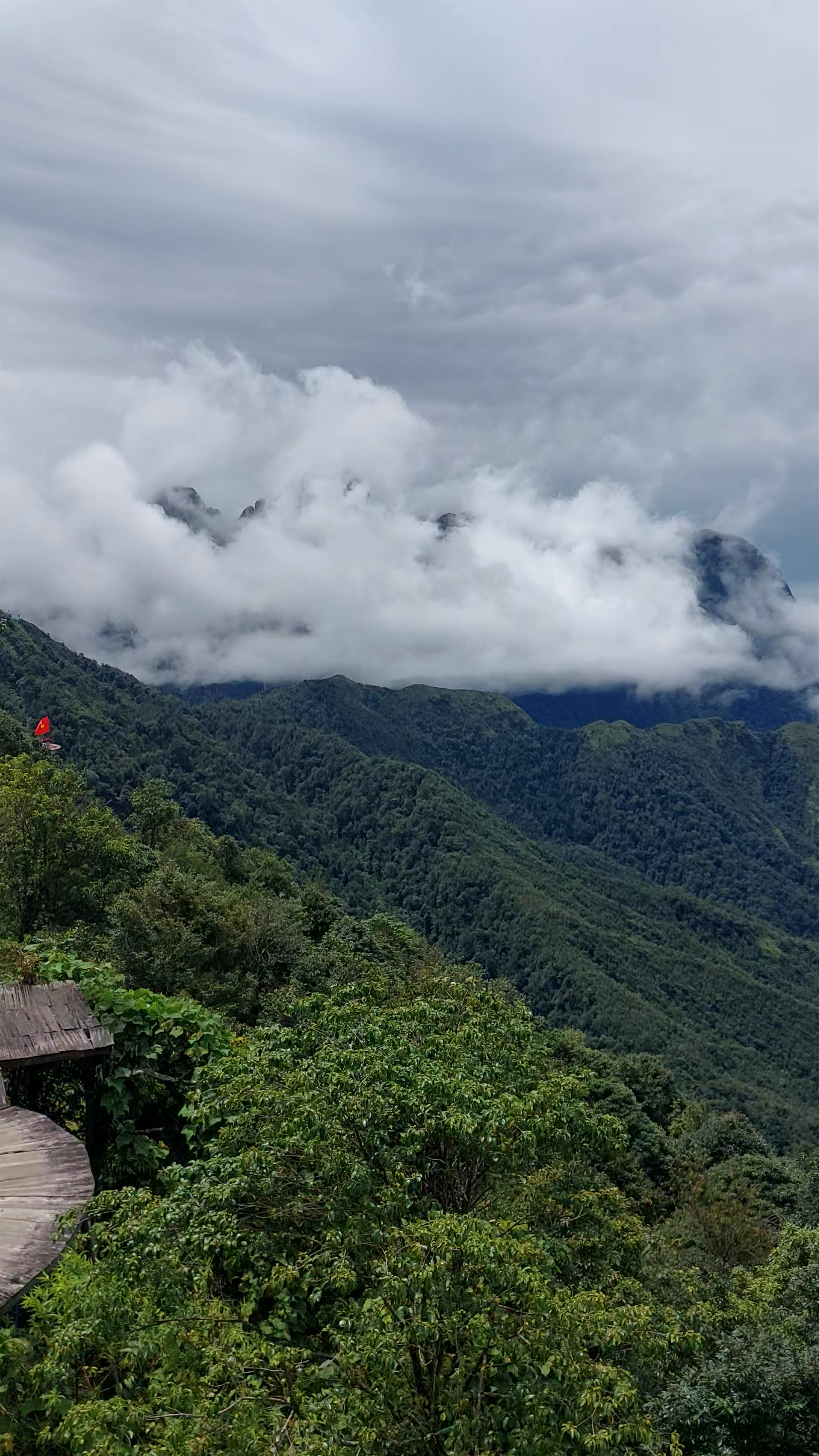 The Lonely Tree of O Quy Ho