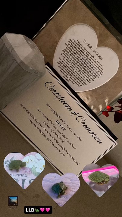 Cherished Pet Cremations - Thank you so much to cherish pet I was able to put my baby turtle to rest #LLB - Pet Cremation Services Near Me - Houston, Texas