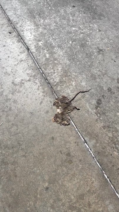 Wawa - The Wawa on Belvedere Blvd in West Palm Beach now has sun dried Rat  You might not want to eat at this location - Convenience Stores Near Me - West Palm Beach, Florida