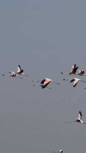 Photo of Flamingo Safari in M