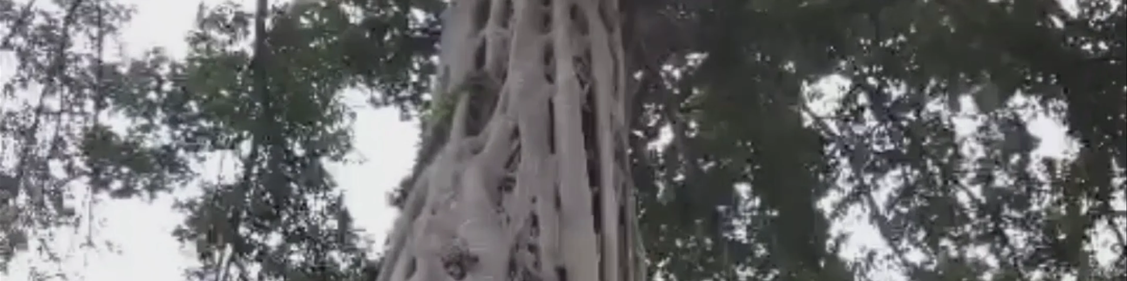 Ta Prohm