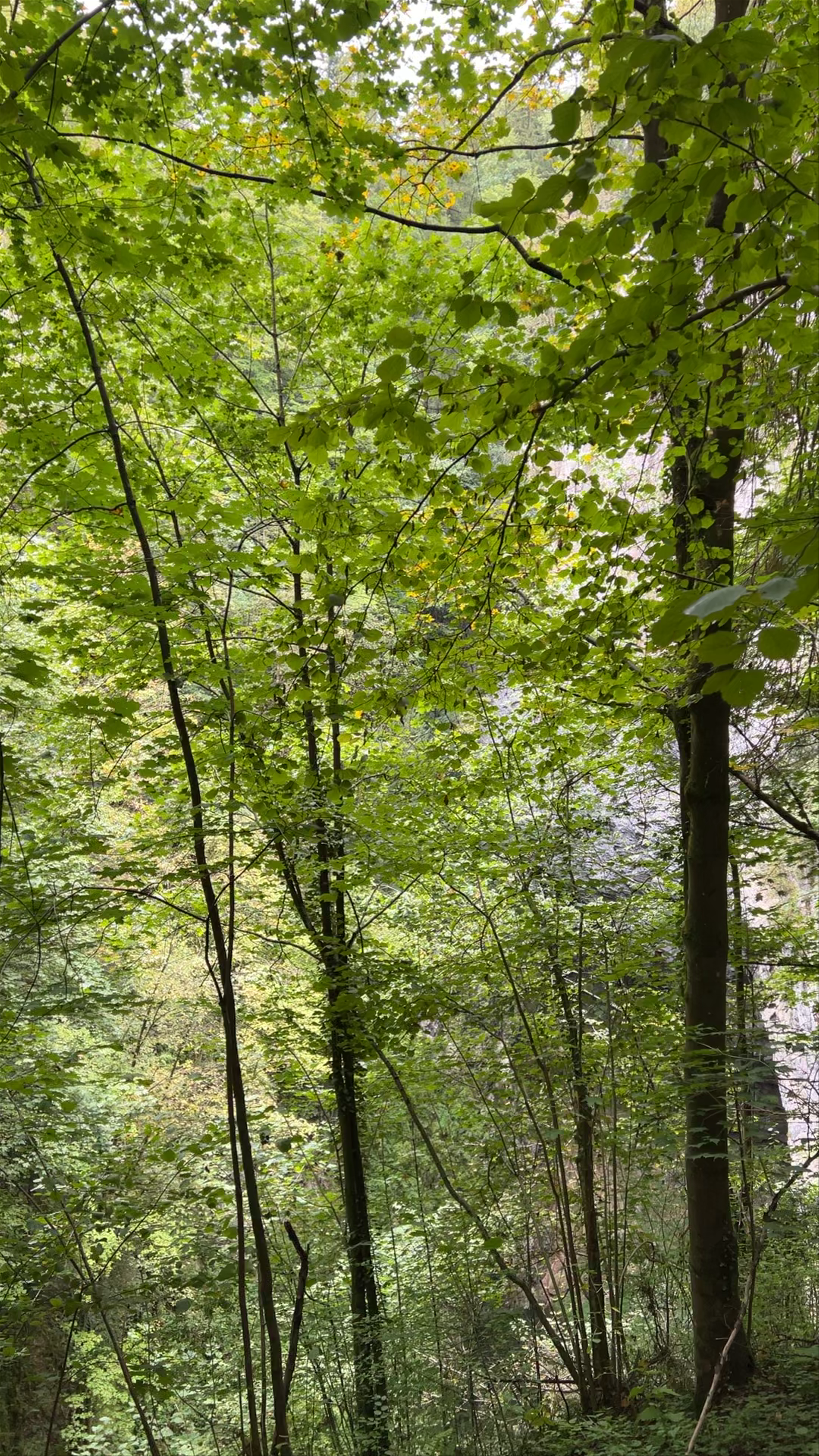 Dolní můstek Macochy