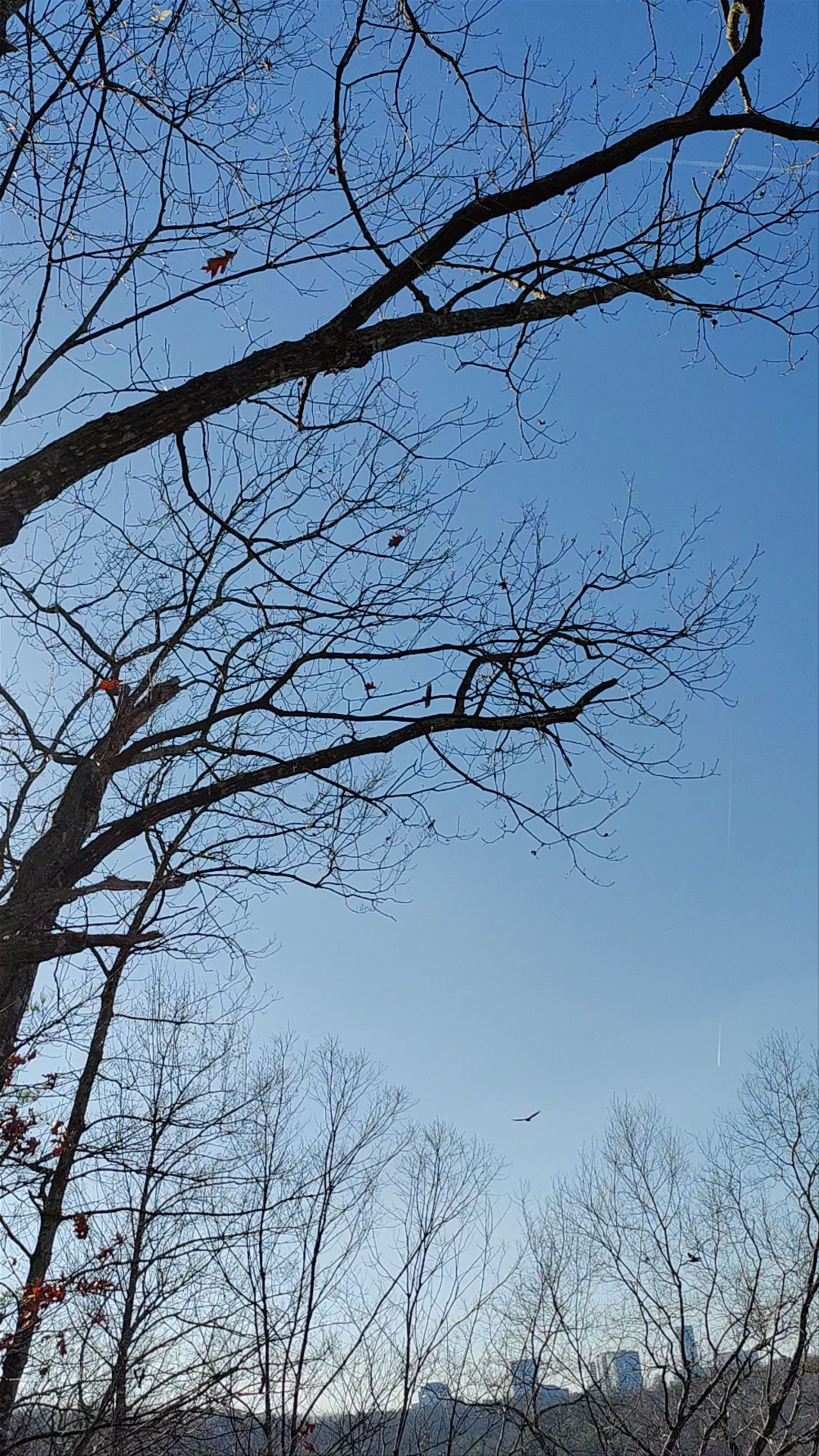 East Palisades Trail
