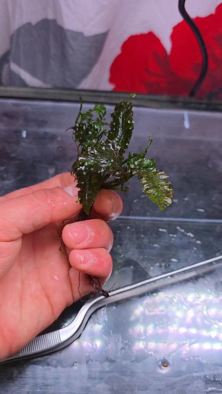 Indo Fern - new to the UK market! Medium clump