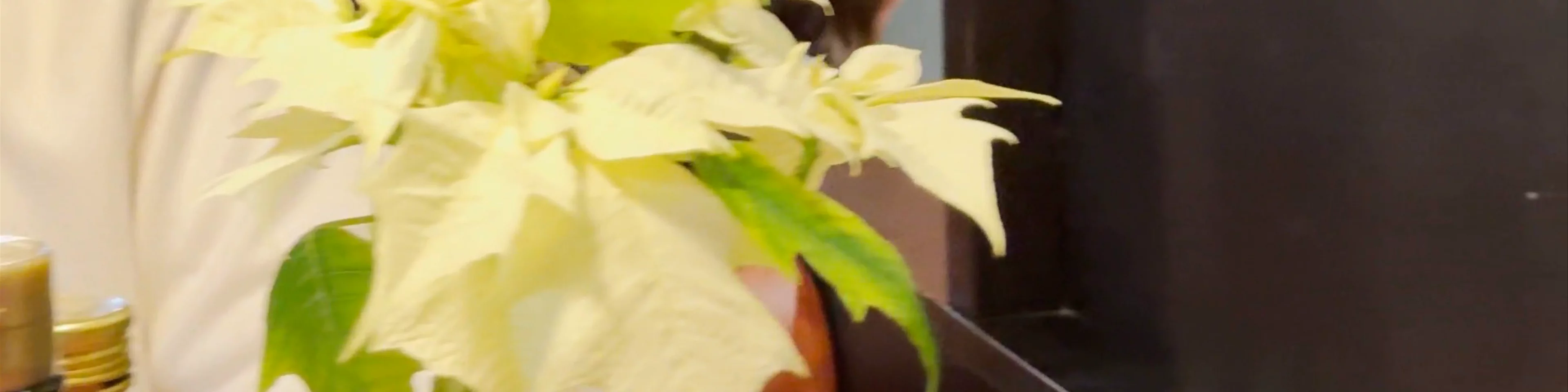 Carellas Ristorante