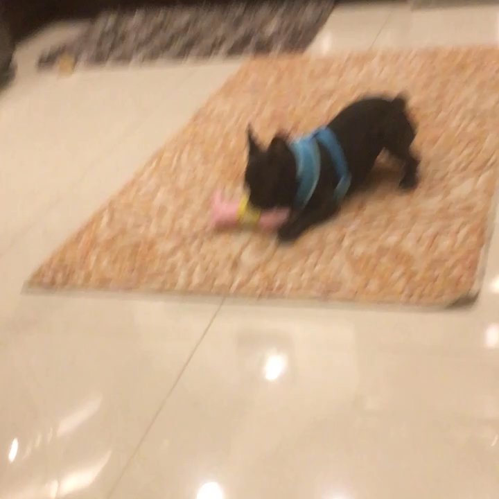 Your Best Paw Forward - Another Great lesson for Lola! George from your Best Paw Forward is just amazing! Lola can't wait till her next session! - Pet Training Near Me