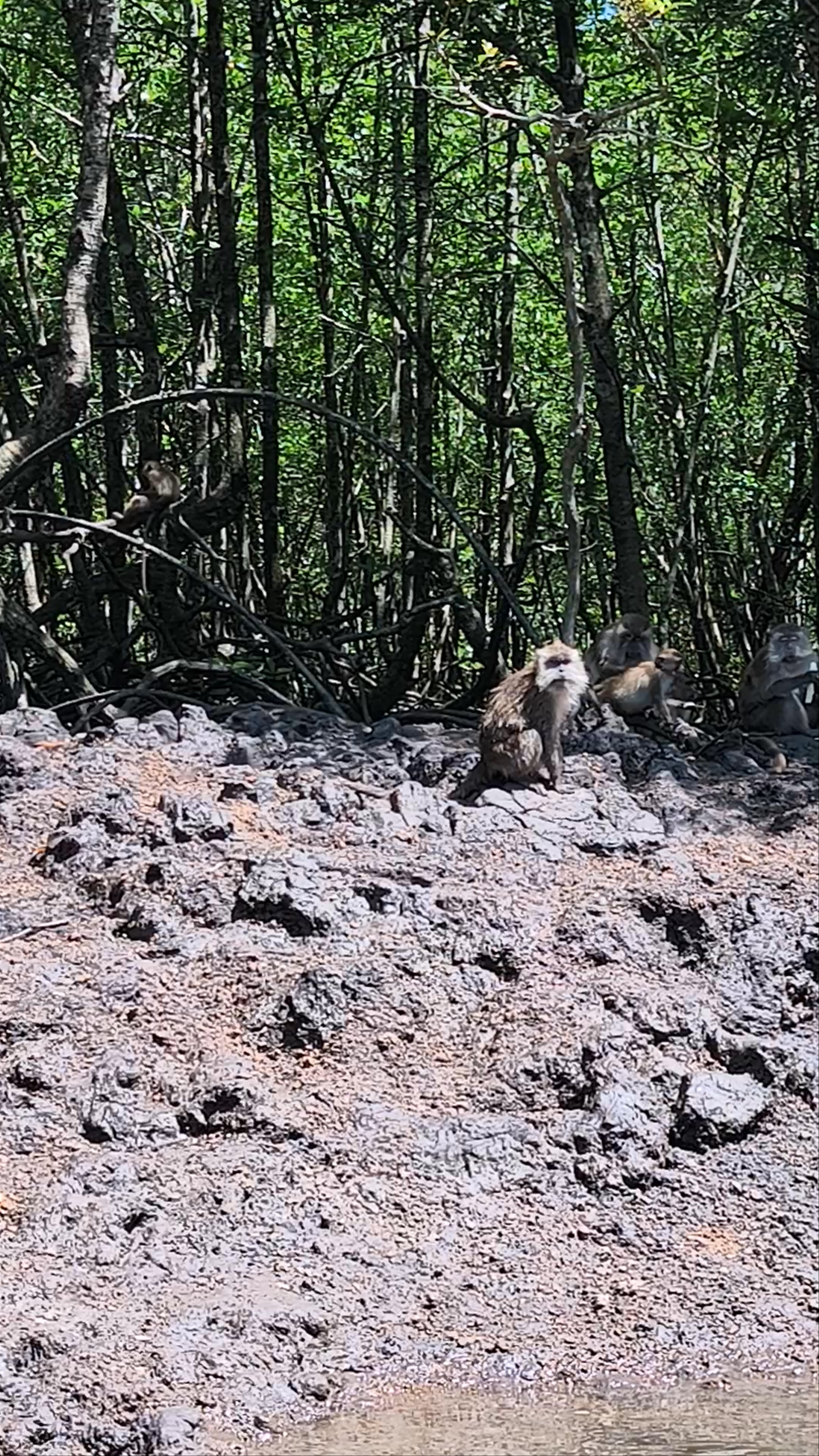 Langkawi "Grand Canyon" Mangrove Passageway Adventure