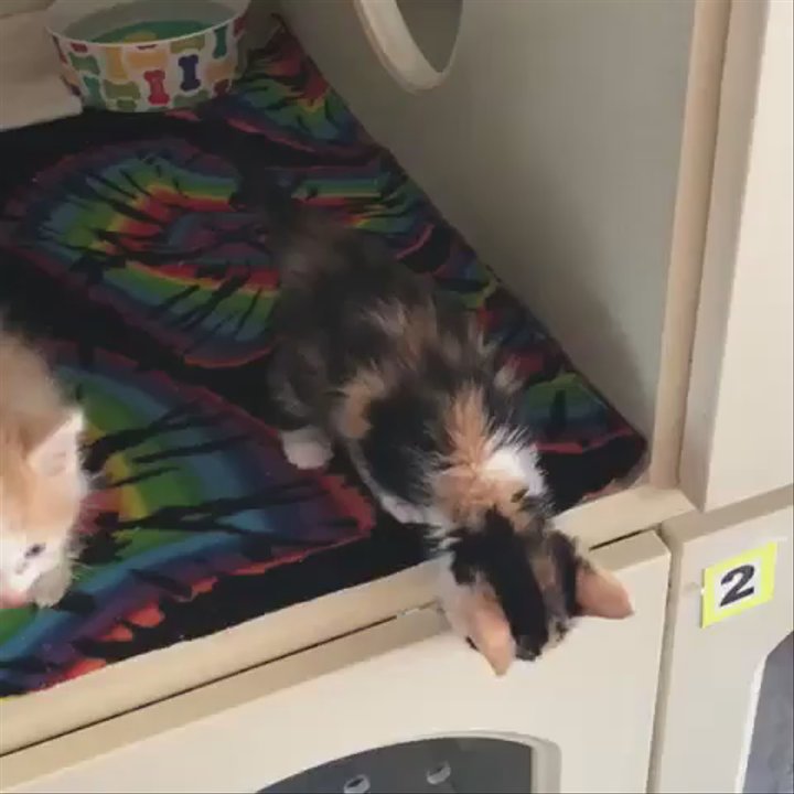 Too Cute Kitten Rescue - Kittens - Animal Shelters Near Me - Brawley, California