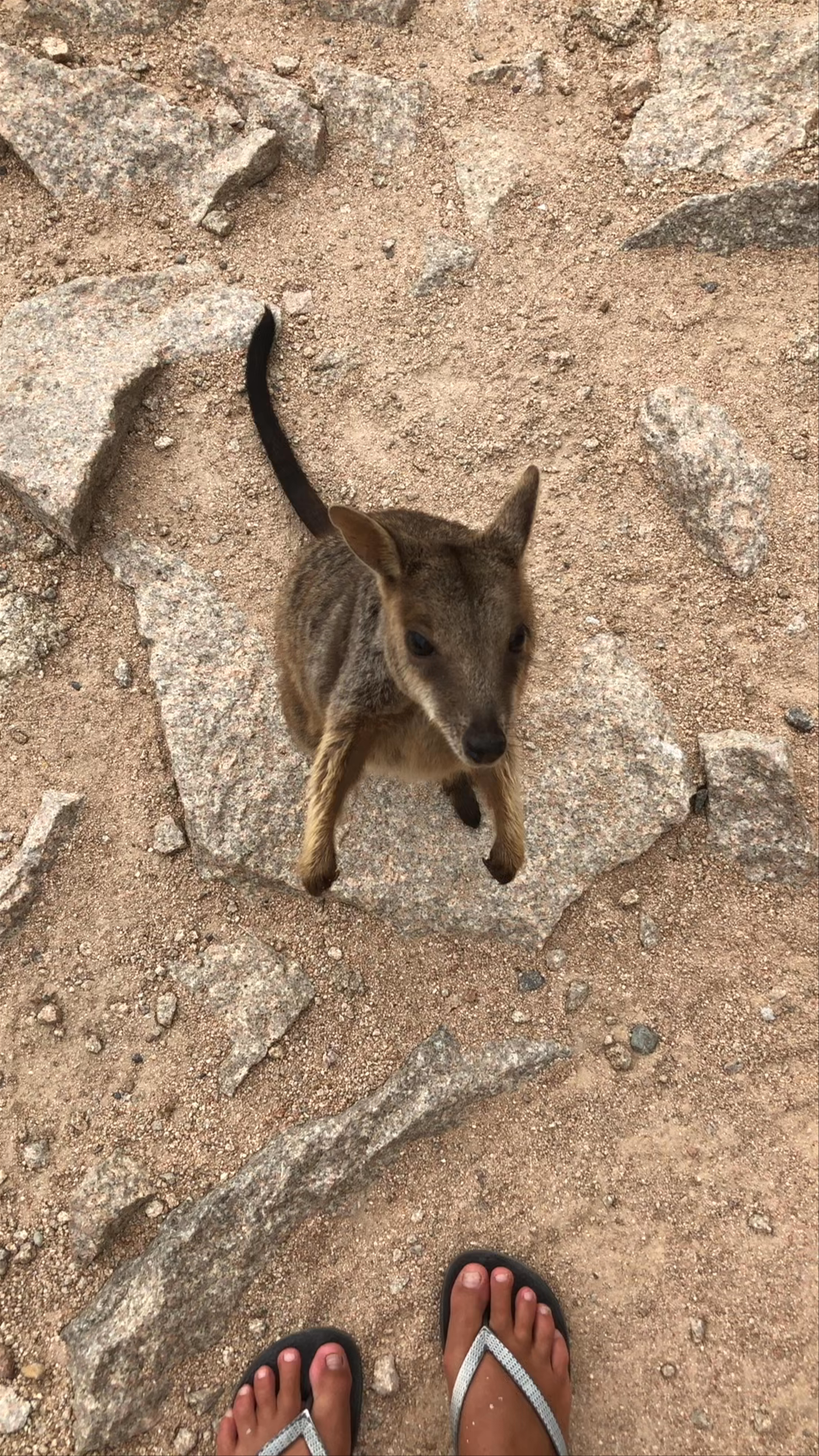 Rock Wallabies