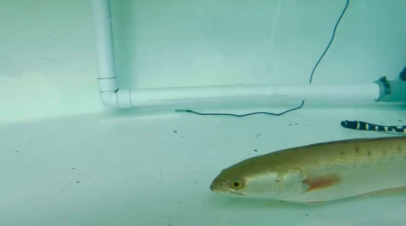 Snakehead