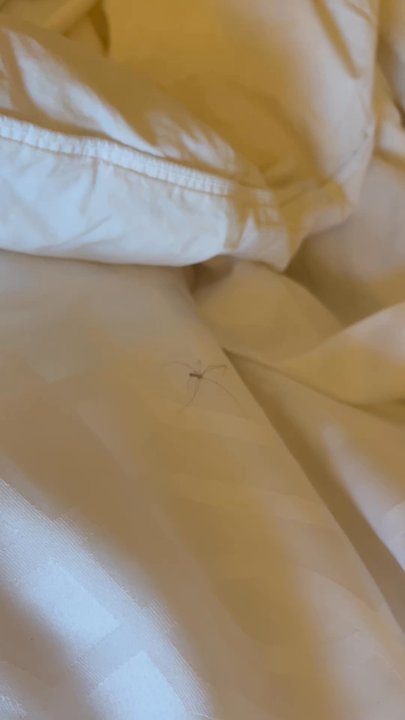 Grande Colonial - Spider in my bed - Hotels Near Me - La Jolla, California
