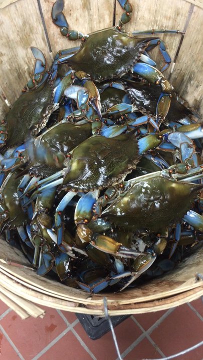 JC Crab House - XL live male crab - Seafood Near Me - Silver Spring, Maryland