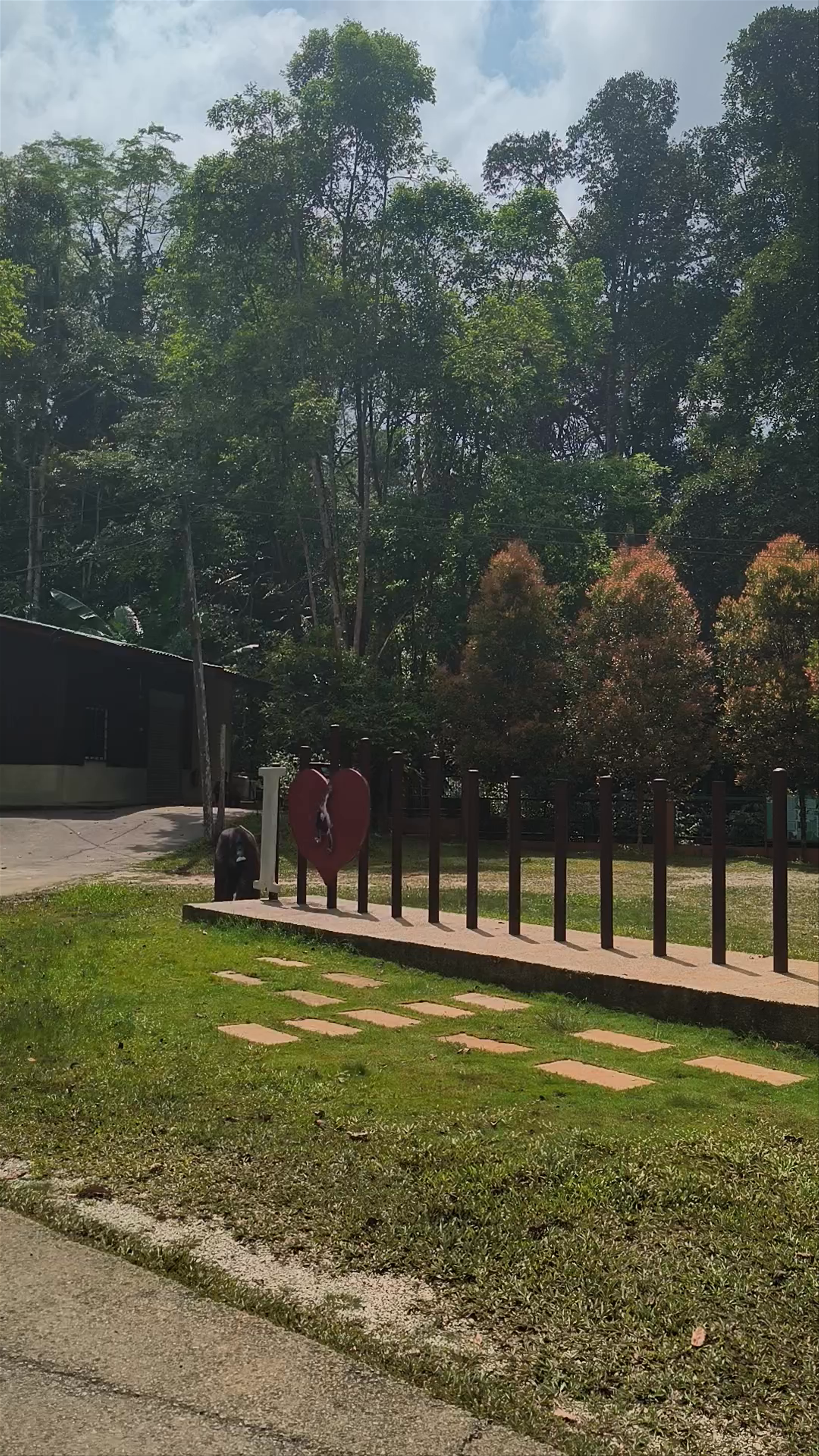Semenggoh Wildlife Centre: A Borneo Jungle Sanctuary Experience