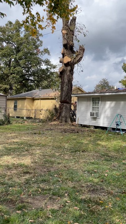 A. Gurrola Tree Service - Tree Services Near Me