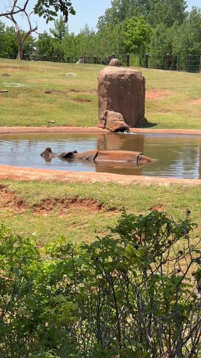 Oklahoma City Zoo - All I want for Christmas is a Hippopotamus - Zoos Near Me - Oklahoma City, Oklahoma