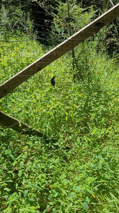 Cunningham Falls State Park - Butterfly at the hemlock - Campgrounds Near Me - Thurmont, Maryland