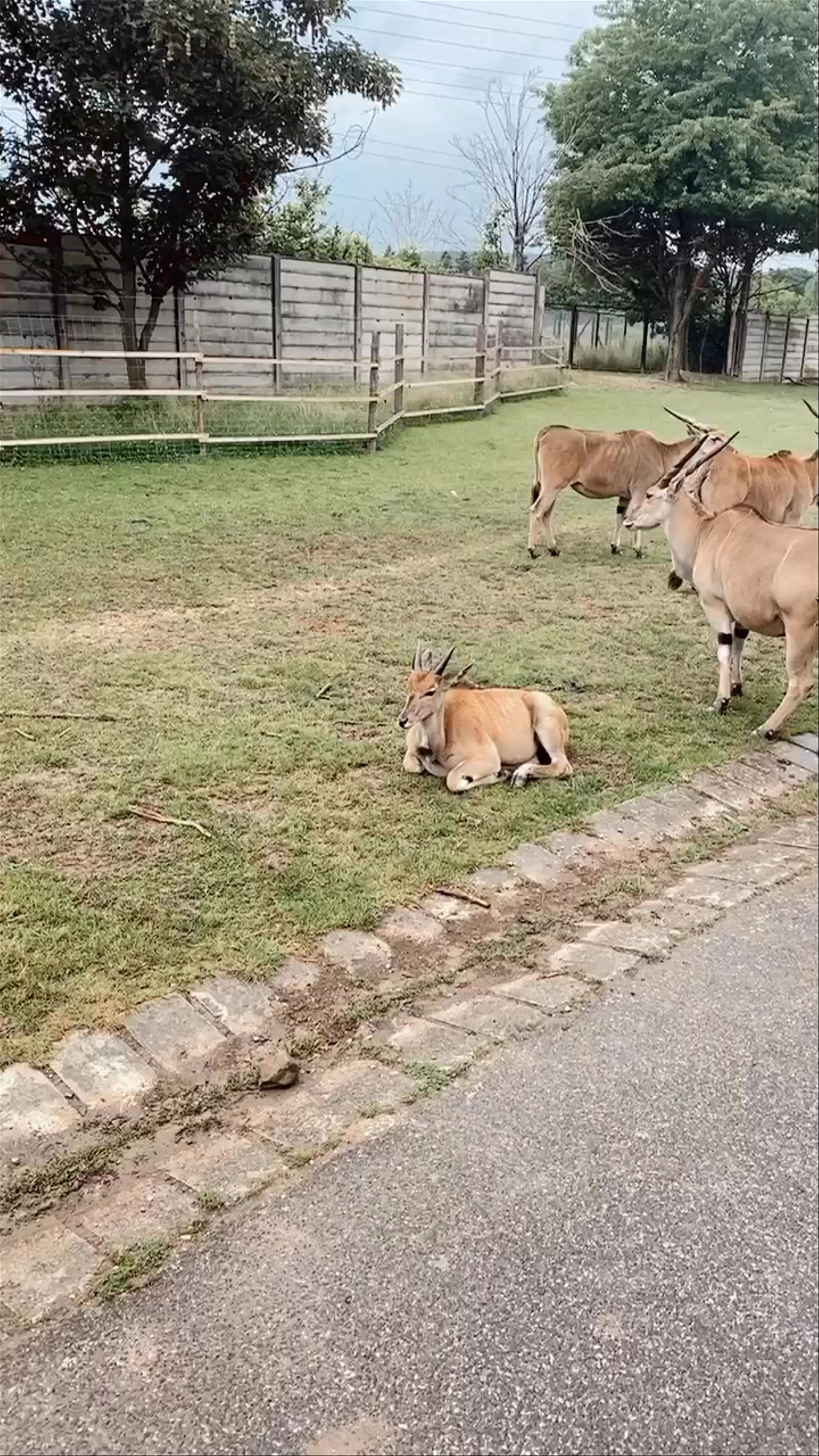 Dvůr Králové Zoo