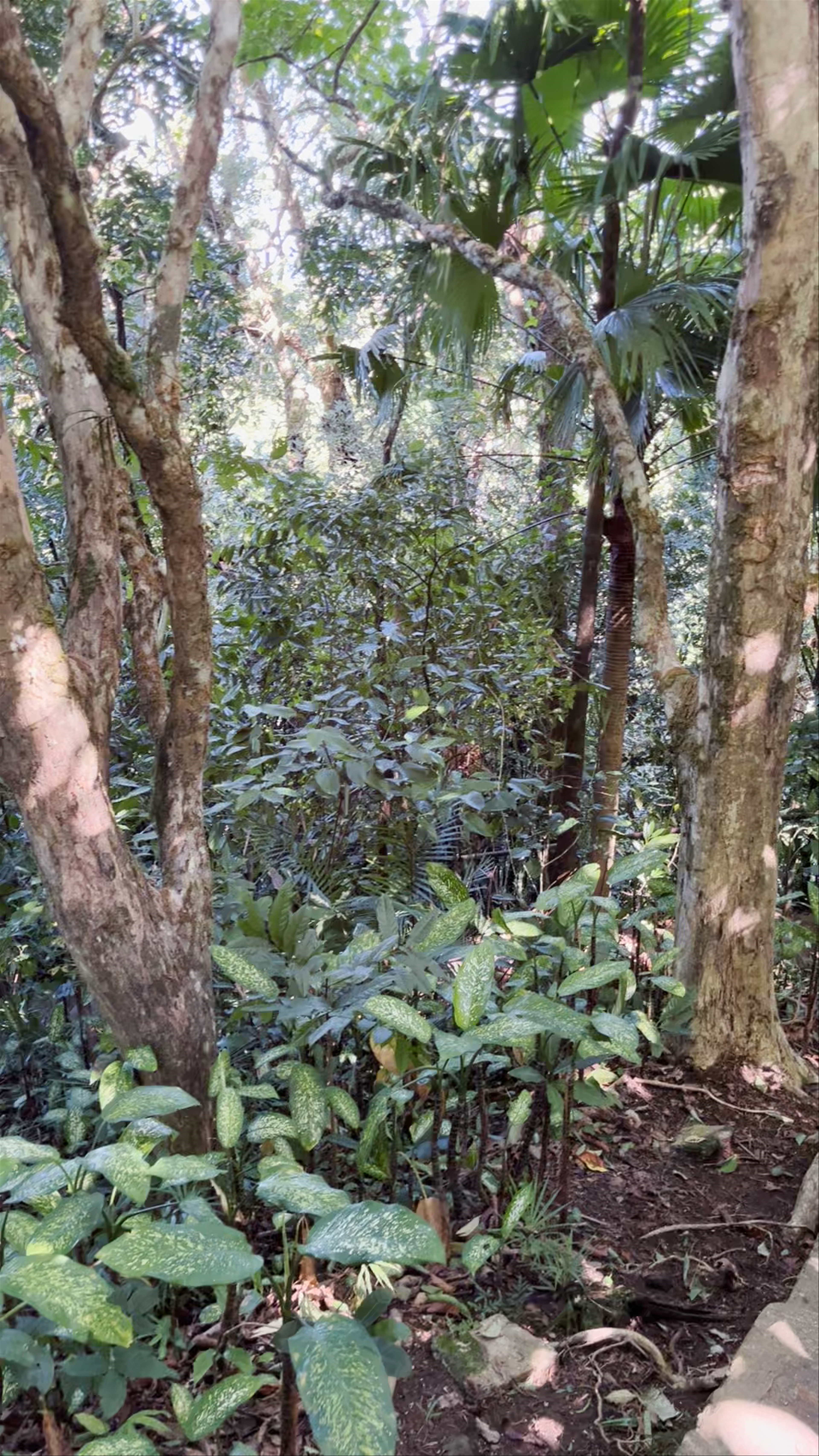 Mt. Bandilaan National Park: Tranquil Forest Escape in Siquijor