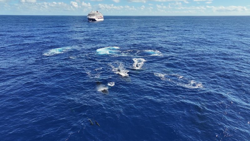 Humpback Whales in Antarctica poster