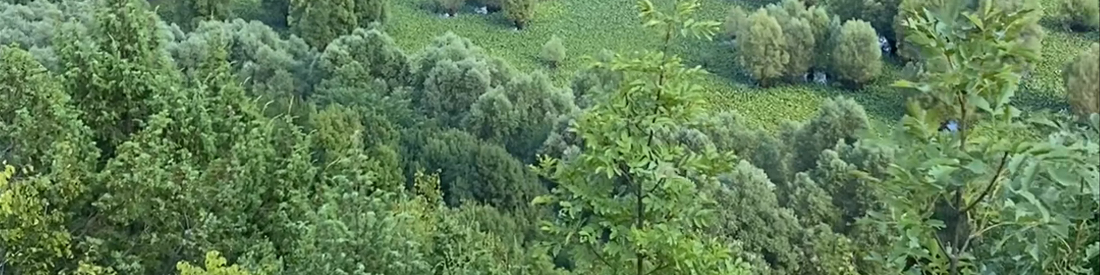 Pavlova Strana Viewpoint