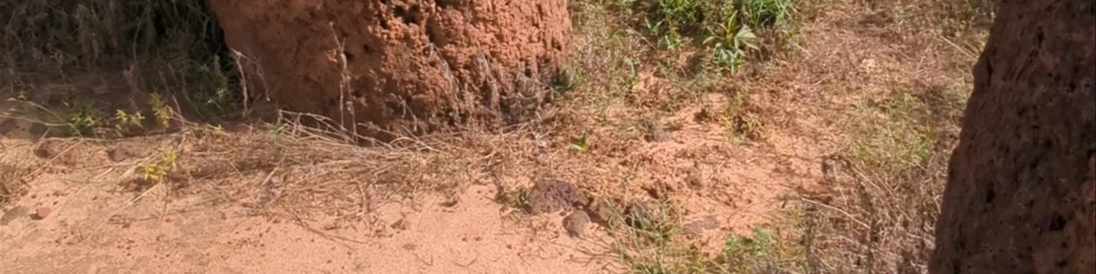 Stone Circles of Gambia