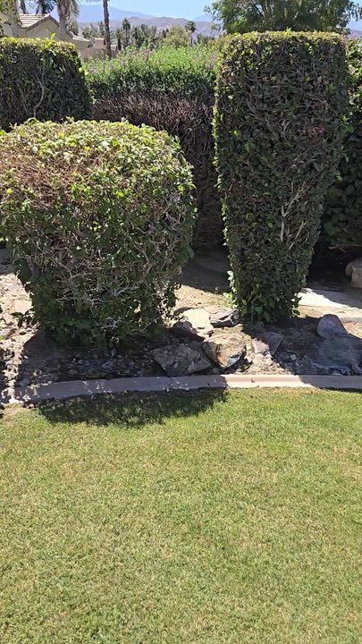 Ramirez Landscape - Great maintenance service by Ramirez landscaping. - Tree Services Near Me - Thousand Palms, California