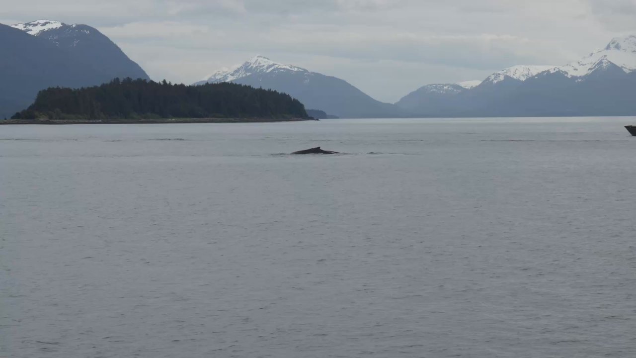 Alaska Tales - Whale Watching Tours Near Me - Juneau, Alaska