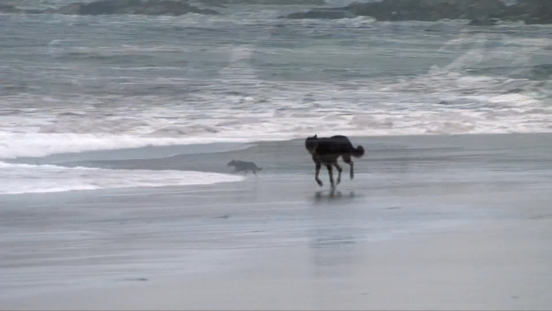 A dark-colored dog traverses a wide, sandy beach before splashing into the surf to swim in the ocean waves.